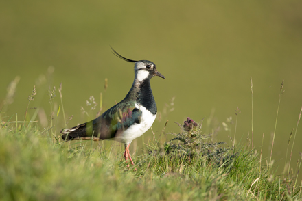 Lapwing, Coverdale