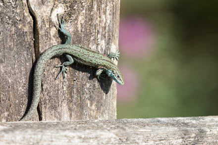 Common Lizard, Timble Ings