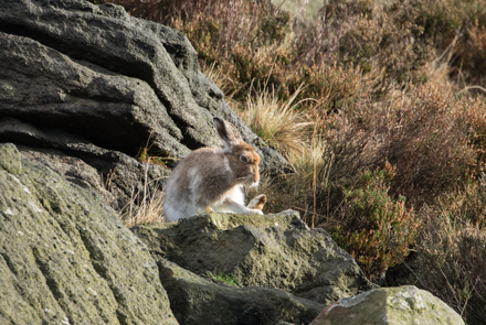 Mountain hare, Dove Stone