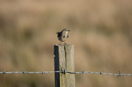 Meadow pipit, Dallow Moor