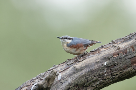 Young nuthatch, High Batts