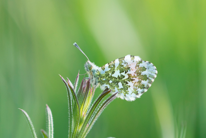 Orange tip butterfly, Yorkshire