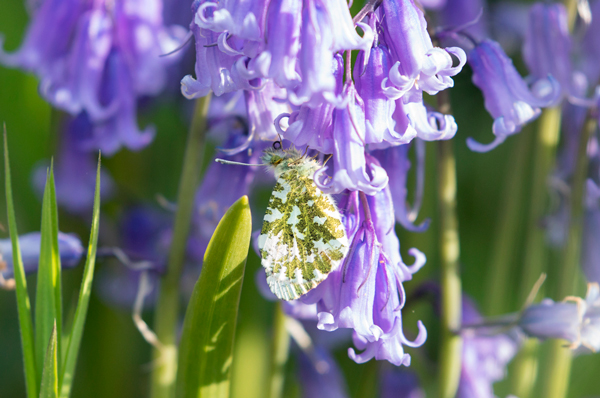 Orange tip butterfly, Yorkshire