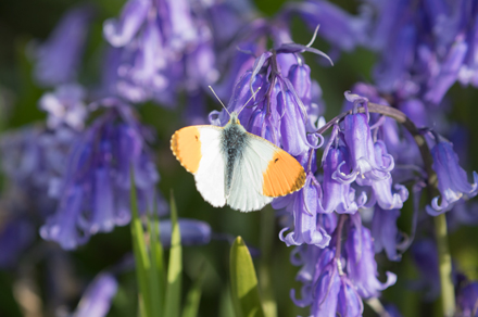 Orange Tip, Watergate Road