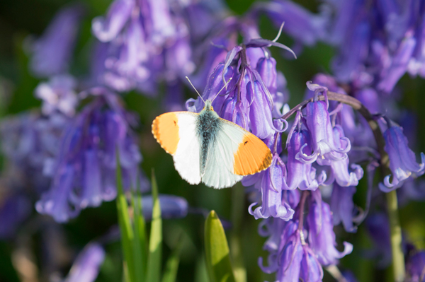 Orange tip butterfly, Yorkshire