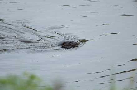 Otter, High Batts