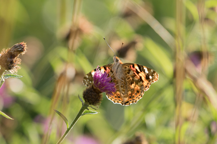 Painted Lady, Timble Ings