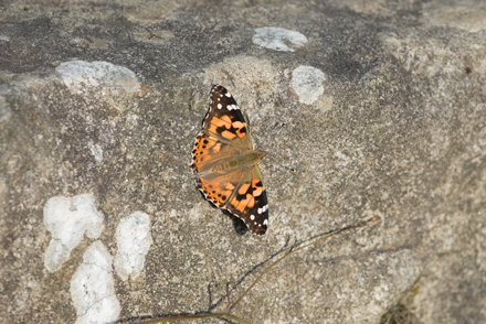 Painted Lady, Timble Ings