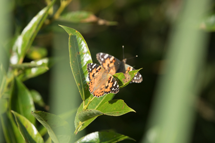 Painted Lady, Timble Ings