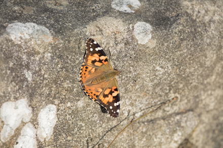 Painted Lady, Timble Ings