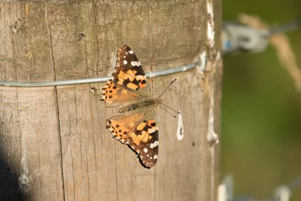 Painted Lady, Timble Ings