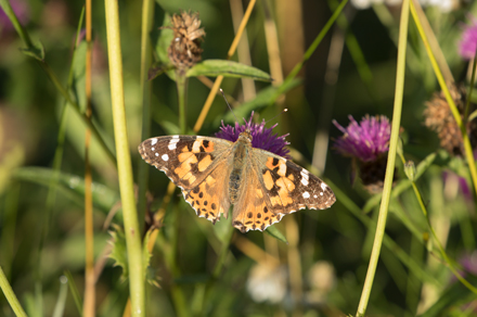 Painted Lady, Timble Ings