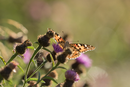 Painted Lady, Timble Ings