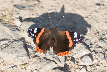 Red Admiral butterfly, Timble Ings