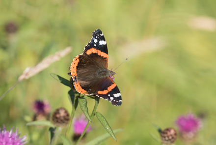 Red Admiral butterfly, Timble Ings