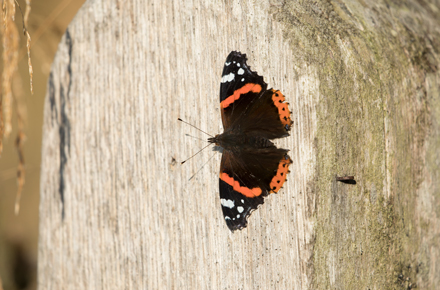 Red Admiral, Timble Ings