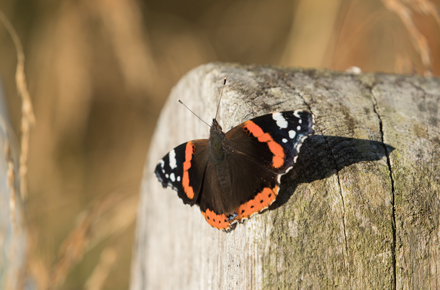 Red Admiral, Timble Ings
