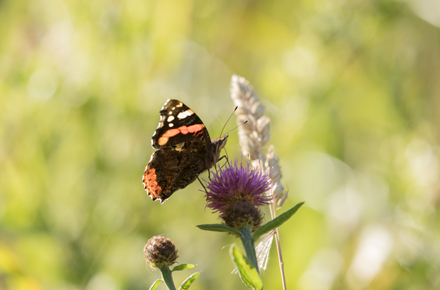 Red Admiral, Timble Ings