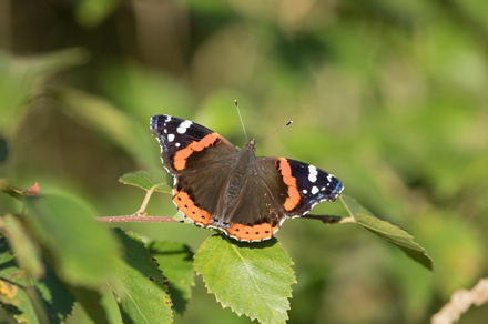 Red Admiral, Timble Ings