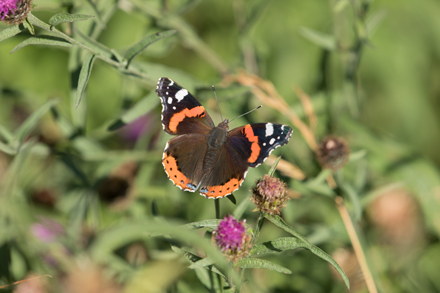 Red Admiral, Timble Ings