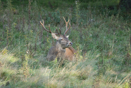 Red Deer, Studley Royal