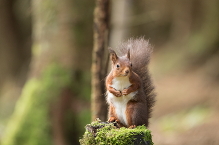 Red squirrel, Yorkshire Dales