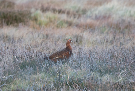 Red grouse on Kex Gill Moor