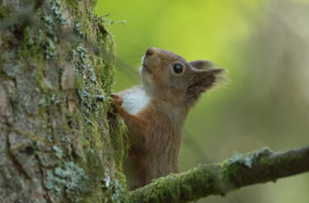 Red Squirrel, Yorkshire Dales