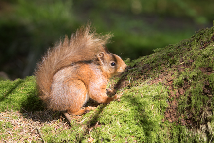 Red Squirrel, Yorkshire Dales