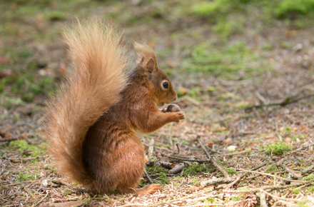 Red Squirrel, Yorkshire Dales