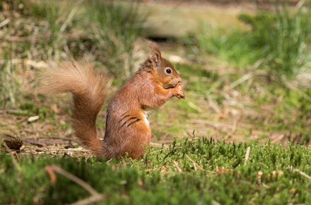 Red Squirrel, Yorkshire Dales
