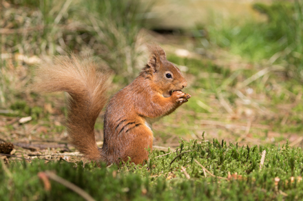 Red Squirrel, Yorkshire Dales