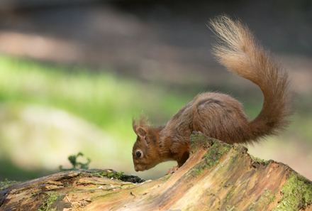 Red Squirrel, Yorkshire Dales