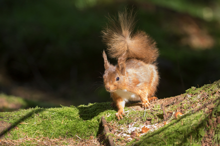 Red Squirrel, Yorkshire Dales