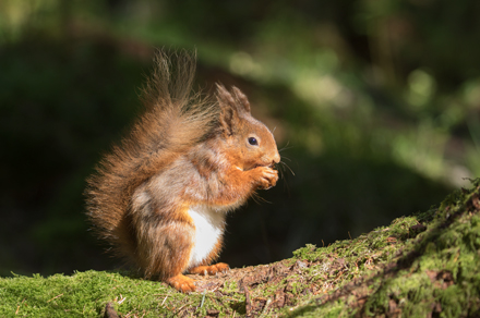 Red Squirrel, Yorkshire Dales