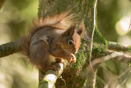 Red Squirrel, Yorkshire Dales