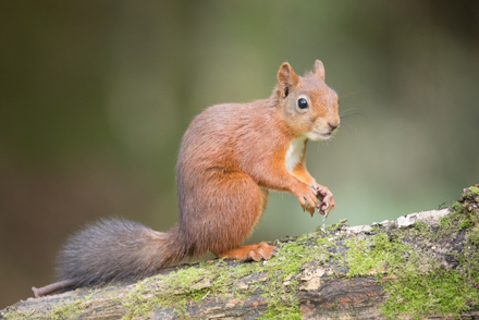 Red squirrel, Yorkshire Dales