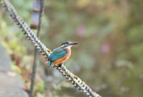 Female kingfisher, Roberts Park, Saltaire