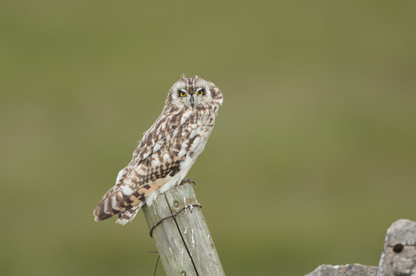 Short-eared owl, Yorkshire Dales