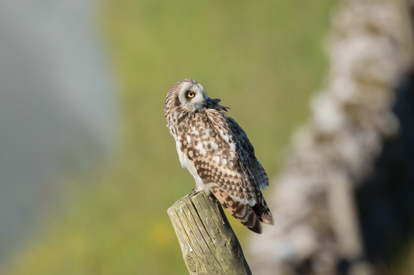 Short-eared owl, Yorkshire Dales