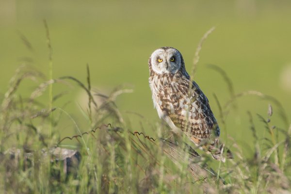 Short-Eared Owl in the Yorkshire Dales