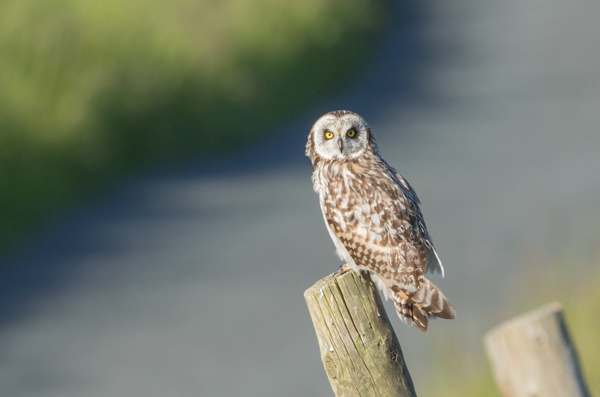 Short-eared owl, Yorkshire Dales
