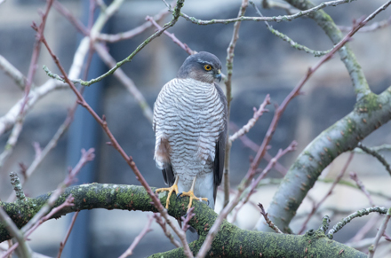Sparrowhawk, Harrogate