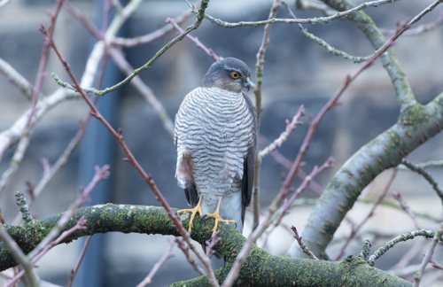 Sparrowhawk, Harrogate