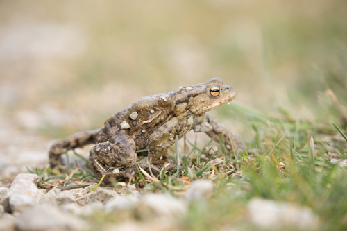 Toad, Timble Ings