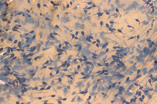 Toad tadpoles