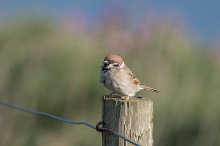 Tree sparrow at Bempton Cliffs
