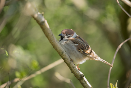 Tree Sparrow, High Batts