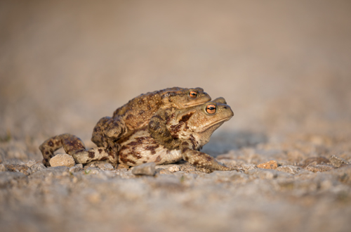 Mating Toads