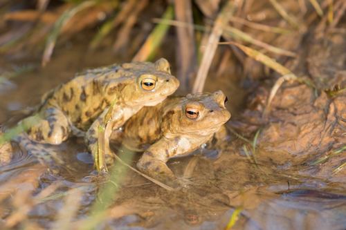 Toads